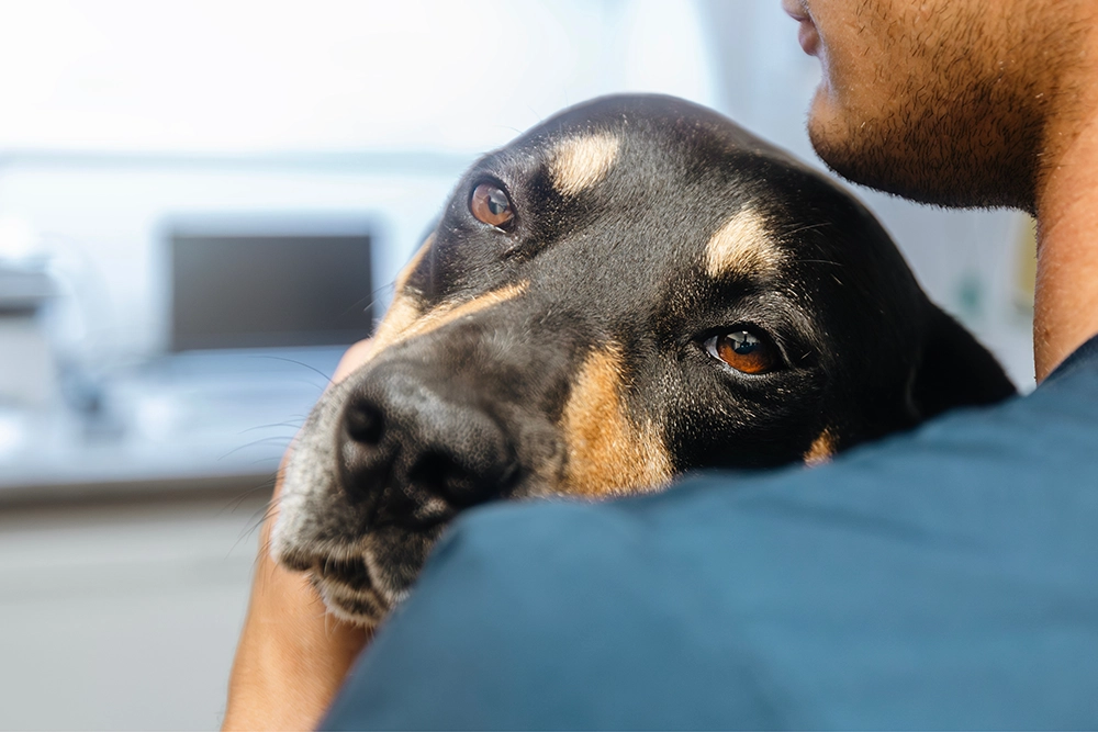 Signs Dog Needs Emergency Care
