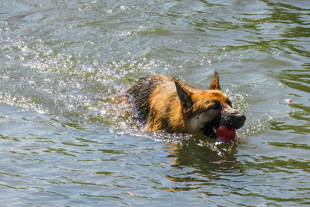 symptoms-of-secondary-drowning-in-dogs-what-pet-owners-should-know